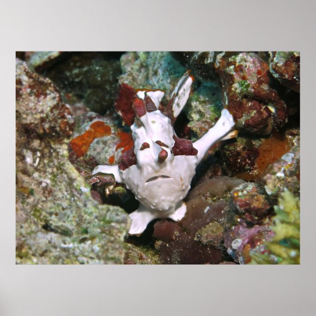 Face of a Frogfish Poster (Front)
