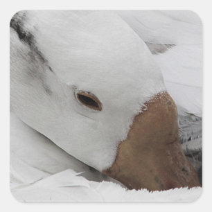 face of a goose square sticker