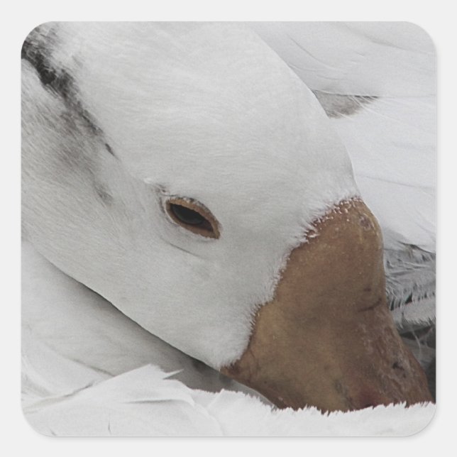 face of a goose square sticker (Front)