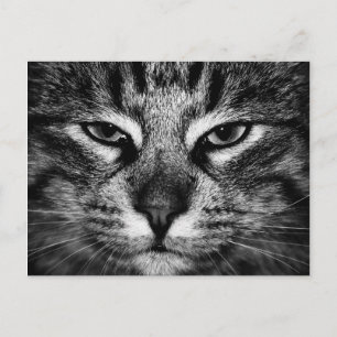 Face of a Norwegian Forest Cat Postcard