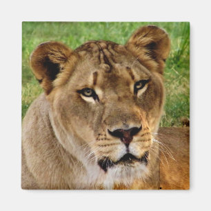 Face of a Queen Magnet