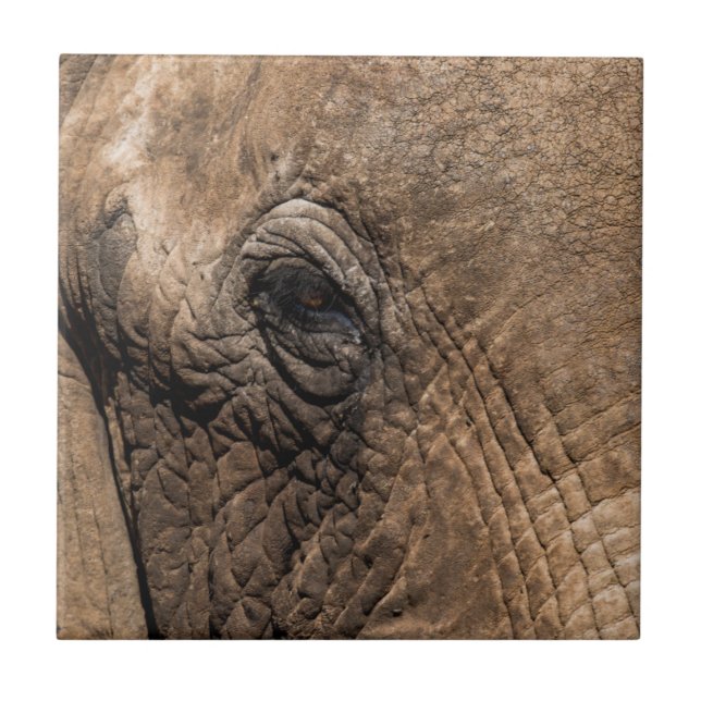 Face of an Elephant Ceramic Tile (Front)