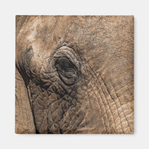 Face of an Elephant Magnet