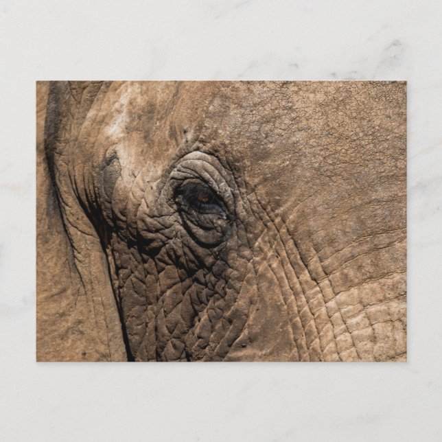 Face of an Elephant Postcard (Front)