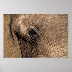 Face of an Elephant Poster