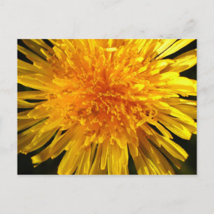 Face of dandelion - Postcard for MS JOH 2011