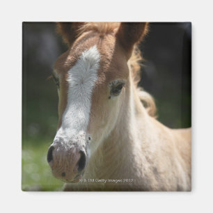 face of foal magnet
