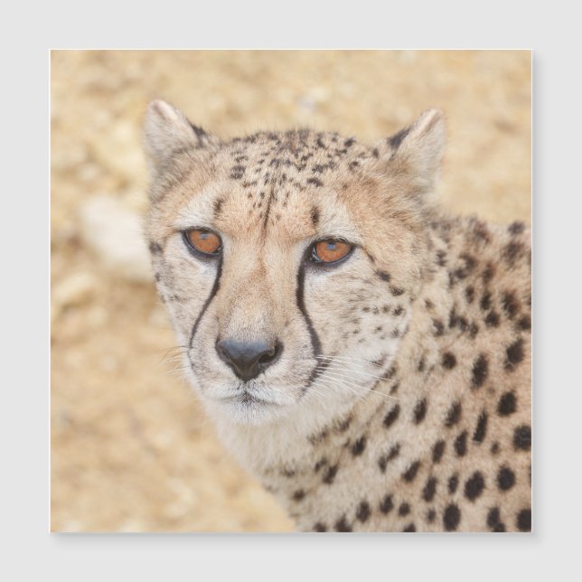 Face of the Wild: Cheetah's Intense Look (Front)