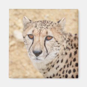 Face of the Wild: Cheetah's Intense Look Magnet