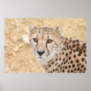 Face of the Wild: Cheetah's Intense Look Poster