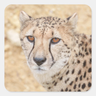 Face of the Wild: Cheetah's Intense Look Square Sticker