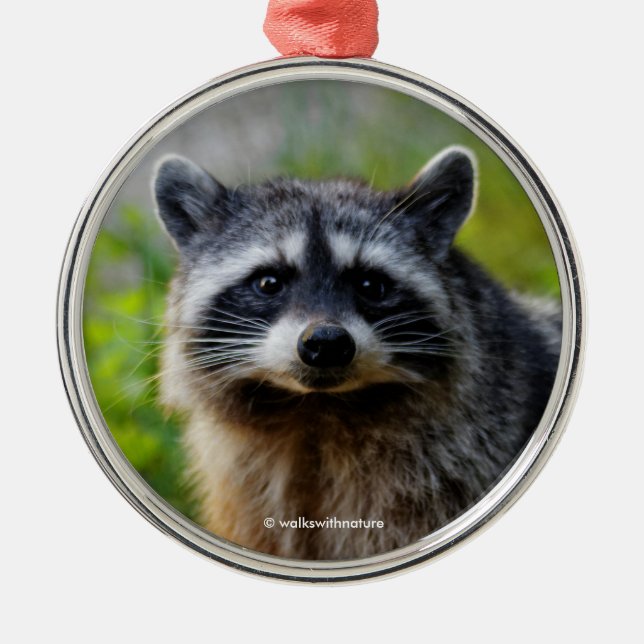 Face to Face with a North American Racoon Metal Ornament (Front)