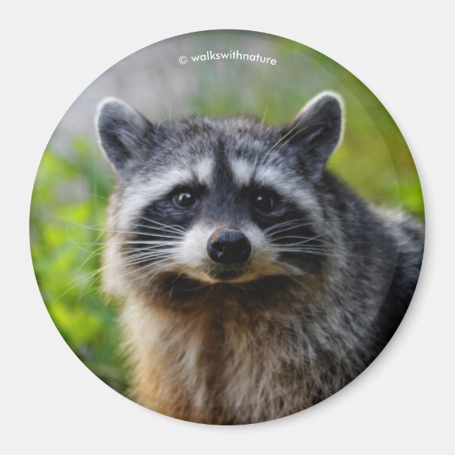 Face to Face with a Racoon Magnet (Front)