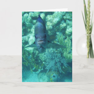 Face-to-Fish Card