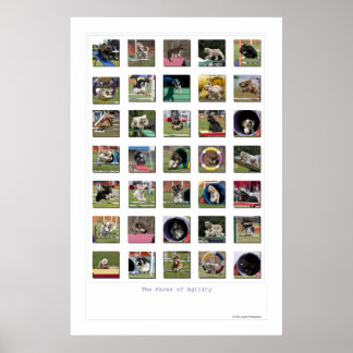 Faces of Agility - Cocker Spaniel Edition Poster