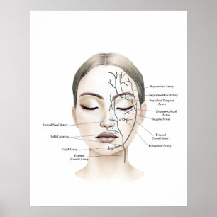 Facial Blood Vessels Anatomy Art Poster