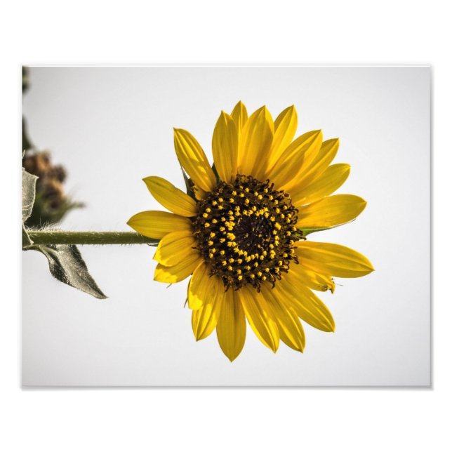 Facing the Sun Photo Print (Front)