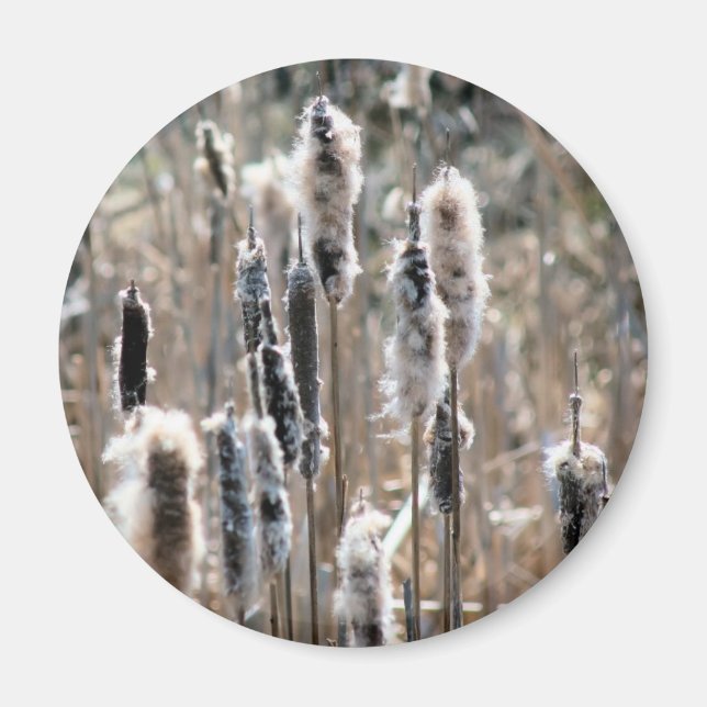 Faded Cattails Nature Photography  Magnet (Front)