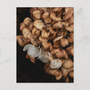 Faded Hydrangea Postcard