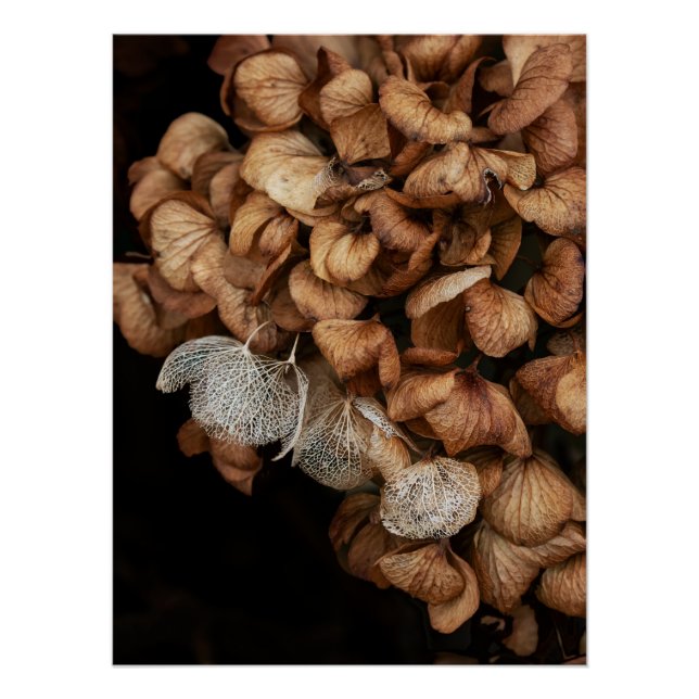 Faded Hydrangea   Poster (Front)