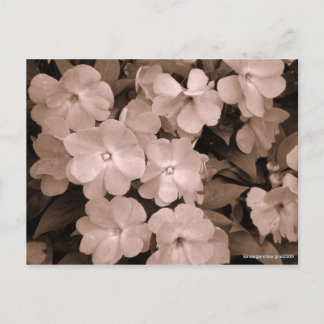 Faded Impatients Postcard