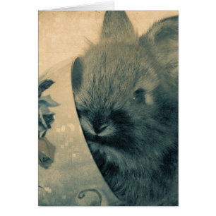 Faded Old Bunny Photo All Occasions