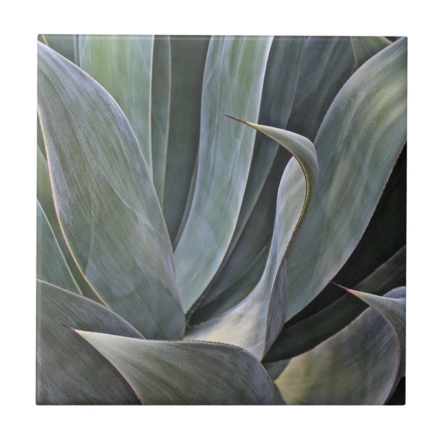 Faded Succulant Detail, 2017 Ceramic Tile (Front)
