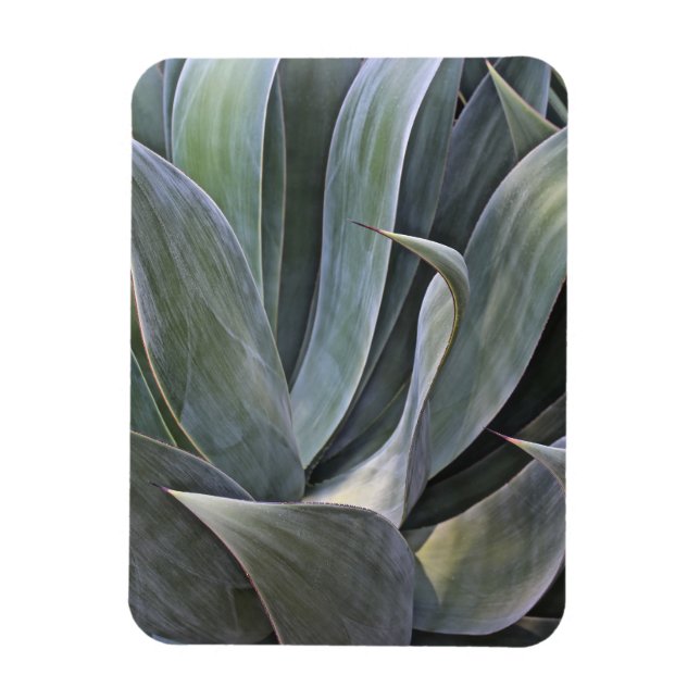 Faded Succulant Detail, 2017 Magnet (Vertical)