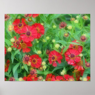 Fading Red Zinnia Flowers Poster
