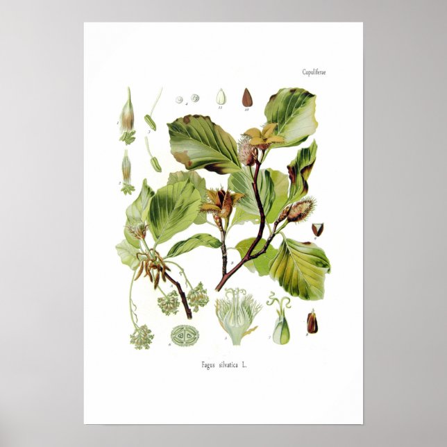 Fagus silvatica (Beech) Poster (Front)
