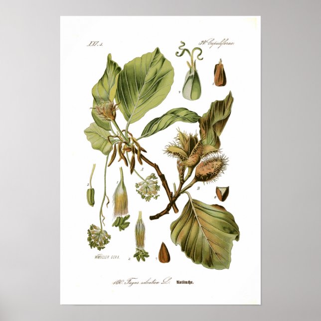 Fagus silvatica (Beech) Poster (Front)