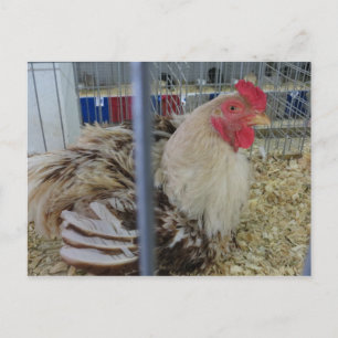 Fair Chicken Postcard