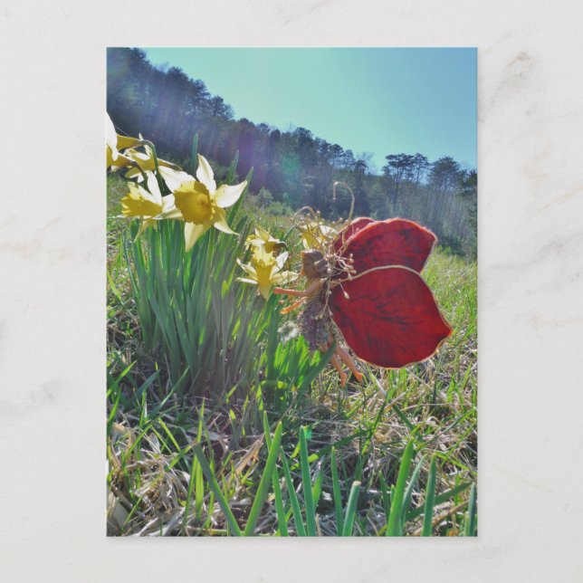 Fairy and yellow flowers postcard (Front)