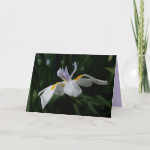 "fairy iris" GREETING CARD