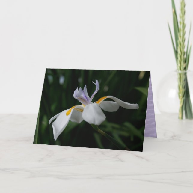 "fairy iris" GREETING CARD (Front)