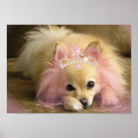 fairy princess dog with diamond crown