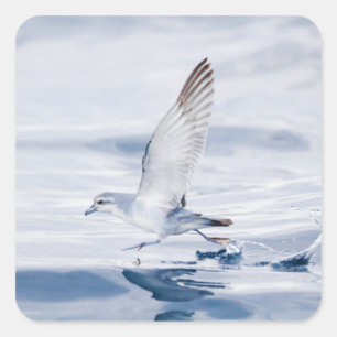 Fairy Prion Pachyptila Turtur Sea Bird Running Square Sticker
