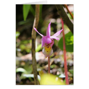 Fairy Slipper