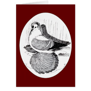 Fairy Swallow Pigeon 1978