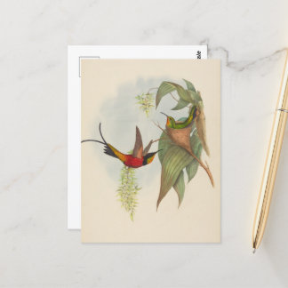 Fairy Topaz | John Gould Postcard