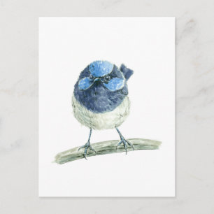 Fairy wren postcard