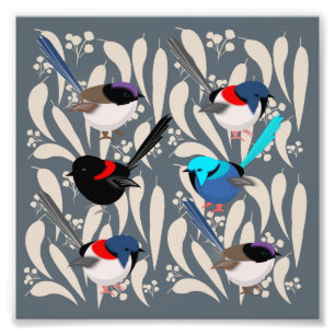 Fairy Wrens Photo Print