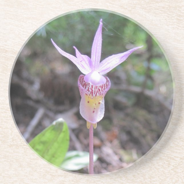 Fairyslipper Orchid Flower Coaster (Front)