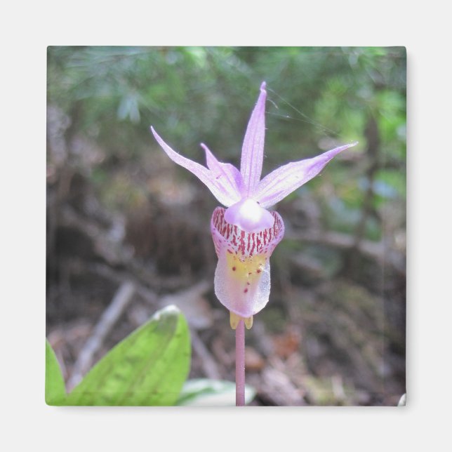 Fairyslipper Orchid Flower Magnet (Front)