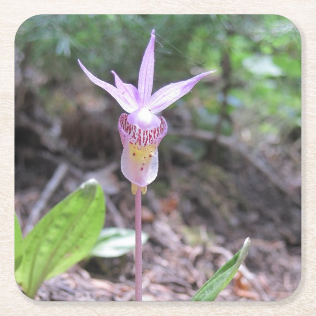 Fairyslipper Orchid Flower Square Paper Coaster (Front)