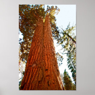 Faithful Couple Sequoia Trees, Yosemite Poster