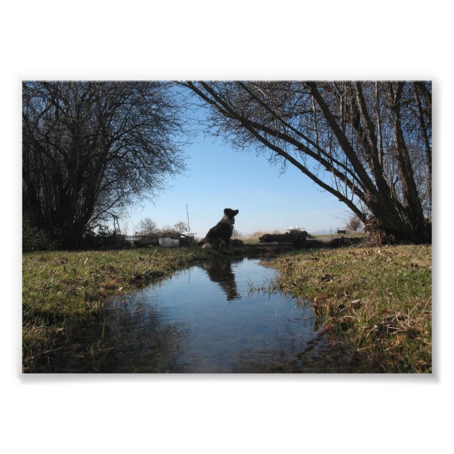 Faithful Farm Dog Photo Print (Front)