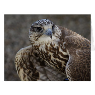 Falco cherrug