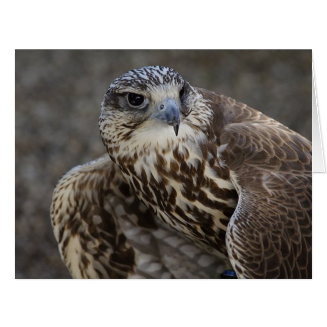 Falco cherrug (Front Horizontal)