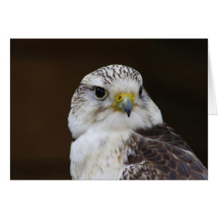 Falco cherrug Portrait